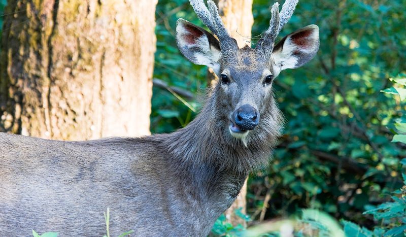 Sambar deer