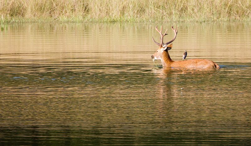 The barasingha (swamp deer)faced extinction 20 years ago.