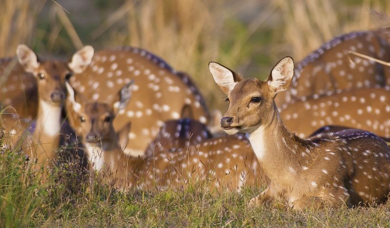 Chital deer