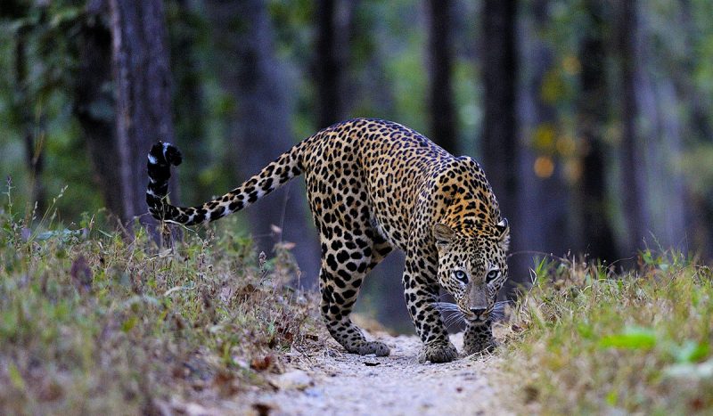 Leopard at Kanha National Park.