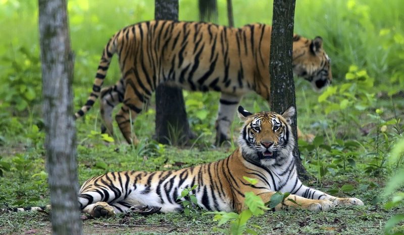 Bandhavgarh, a wildlife sanctuary,  is believed to have the highest tiger population in India.