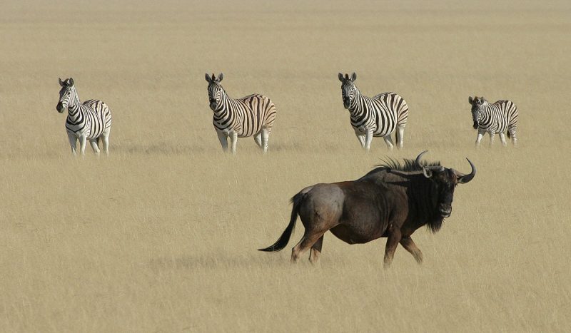 Four zebra and a wildebeest.