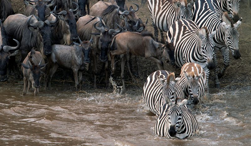Zebra and wildebeest crossing the river during the migration.