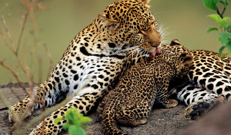 A mother leopard and her cub.