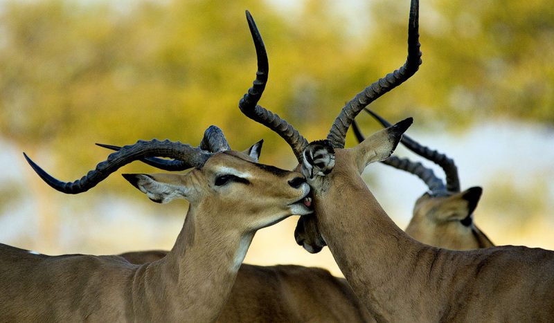 Three impala