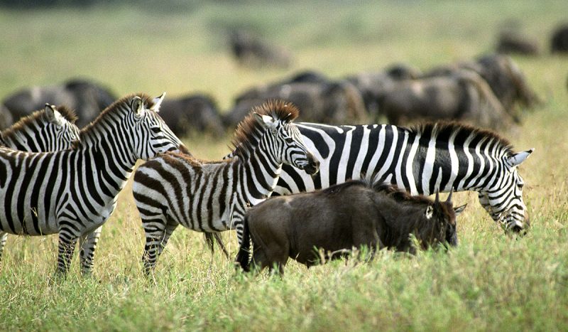 Zebra and wildebeest at Ngorongoro.