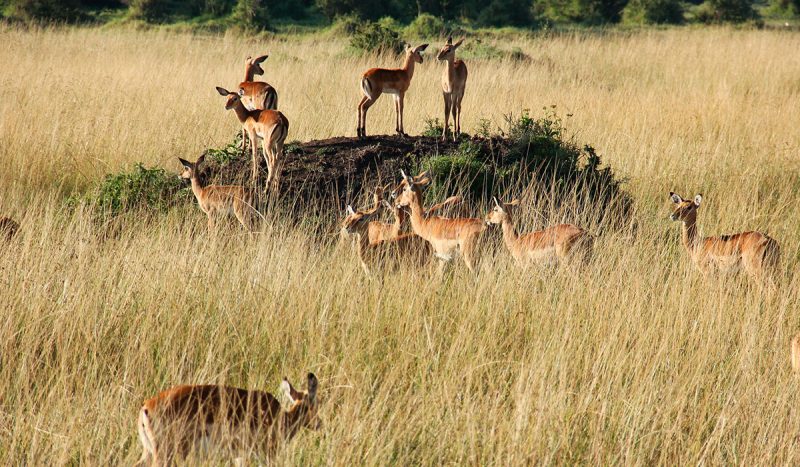 A herd of antelope.