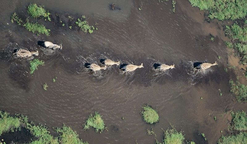 An aerial shot of six zebra and a buffalo navigating through a body of water.