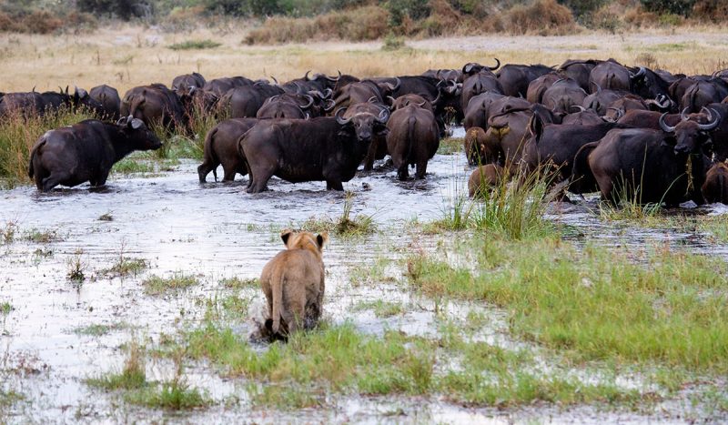 A lioness hunting buffalo.