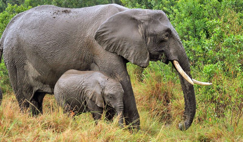 A mother elephant and her young calf.