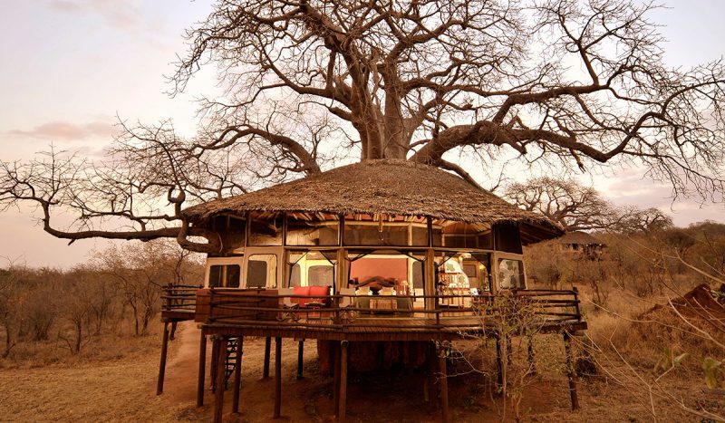 The tree house at Tarangire Treetops