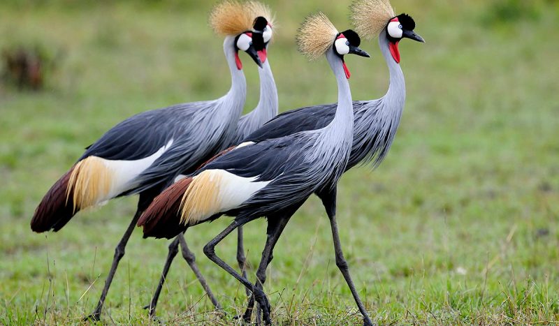 Grey crowned cranes