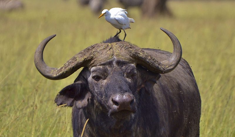 Cape buffalo with an egret sitting on its head.