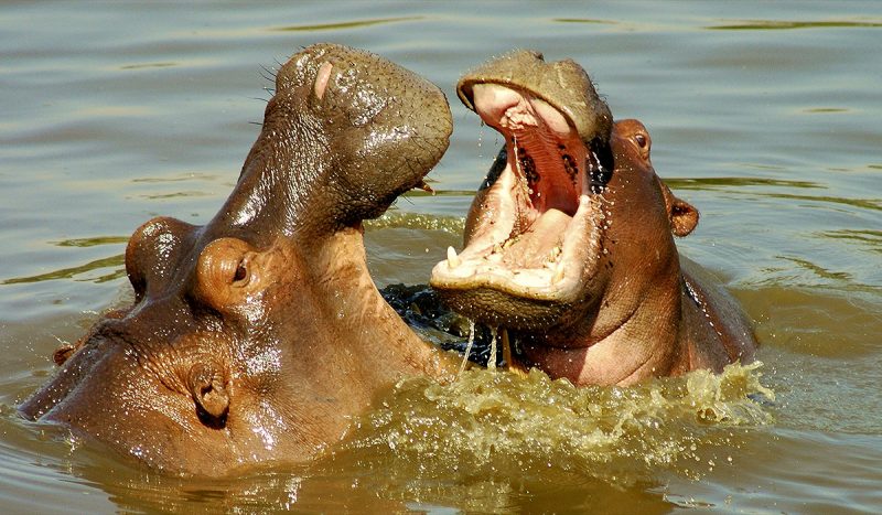 Hippo in water.