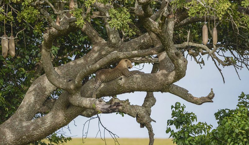 A leopard laying on the branch of a sausage tree.
