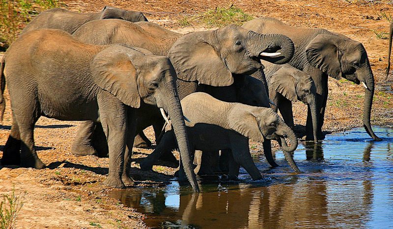 The Tarangire River is a constant source of water.