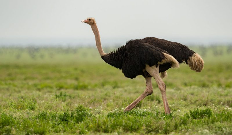 Did you know the ostrich can reach a top speed of 45 mph?