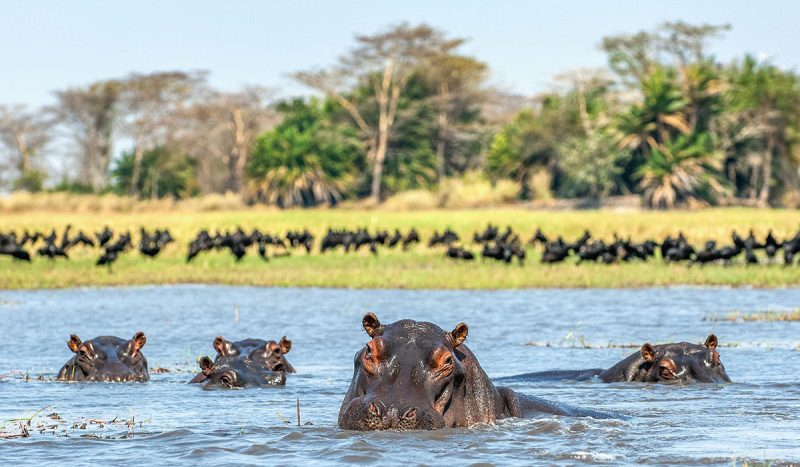 You may not think they are fast, but hippos can run 30 mph!