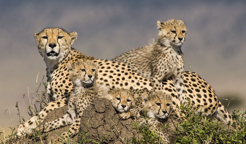 You cannot outrun the cheetah with a top speed up to 80 mph!