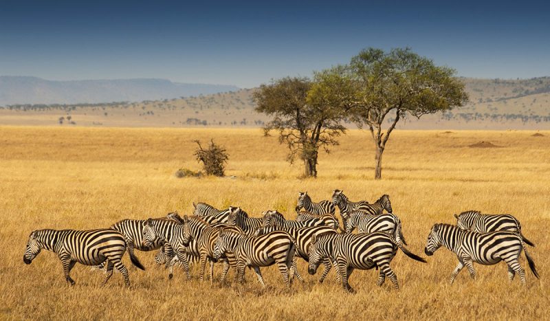 Zebras like to stay together so their stripes make them appear like one animal to confuse predators.