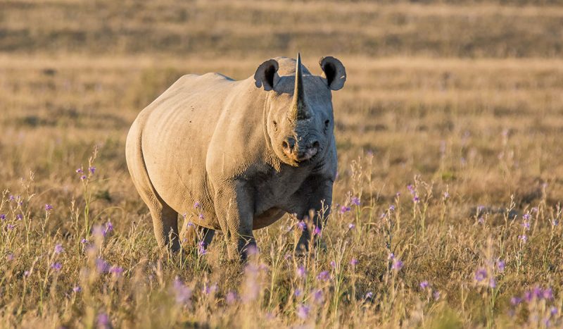 Rhinos weigh slightly more than hippos and their horns average 24 inches.