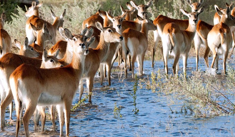 A herd of impala at the Okavango Delta.