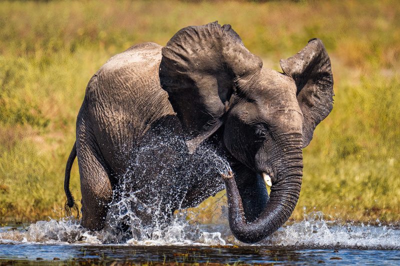 Elephants love water!