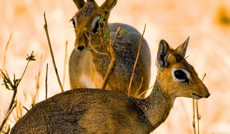 Dik-dik.