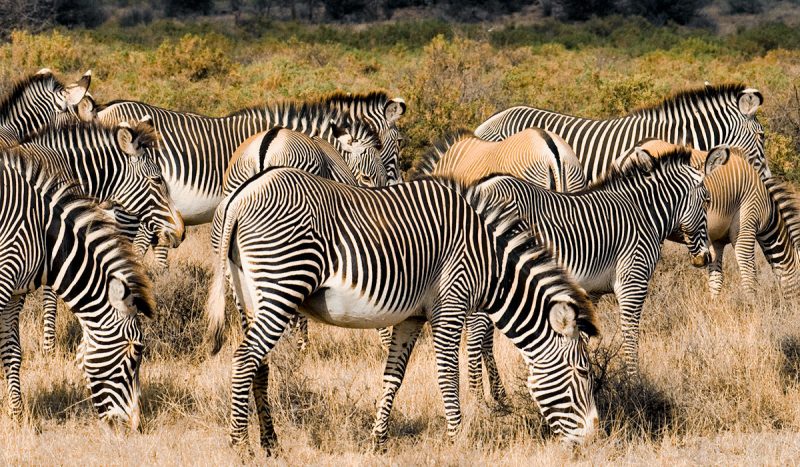 Grevy's zebra.