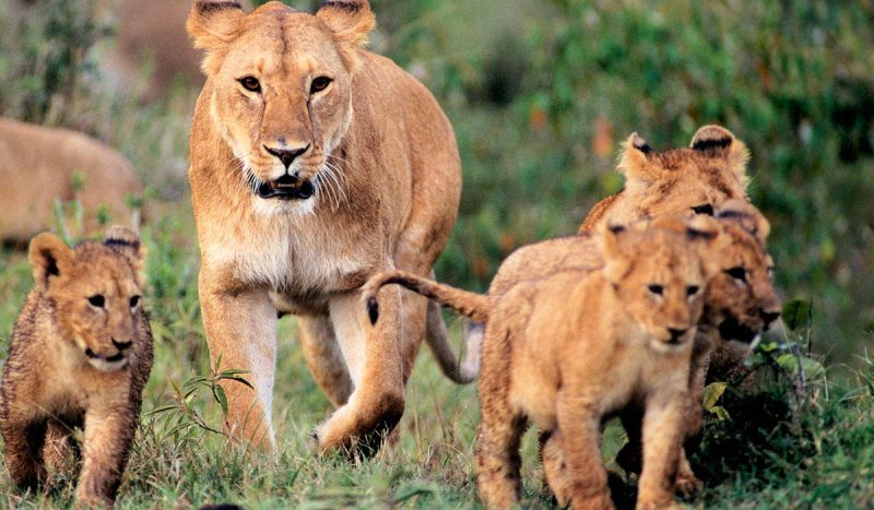 A lioness and her cubs.