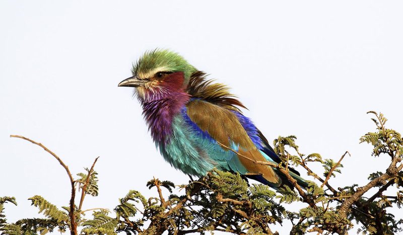 The lilac breasted roller is just one bird from the sensational birdlife one find at the Masai Mara.