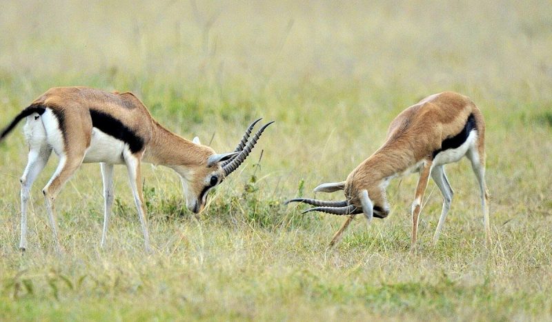 Thompsons gazelle.