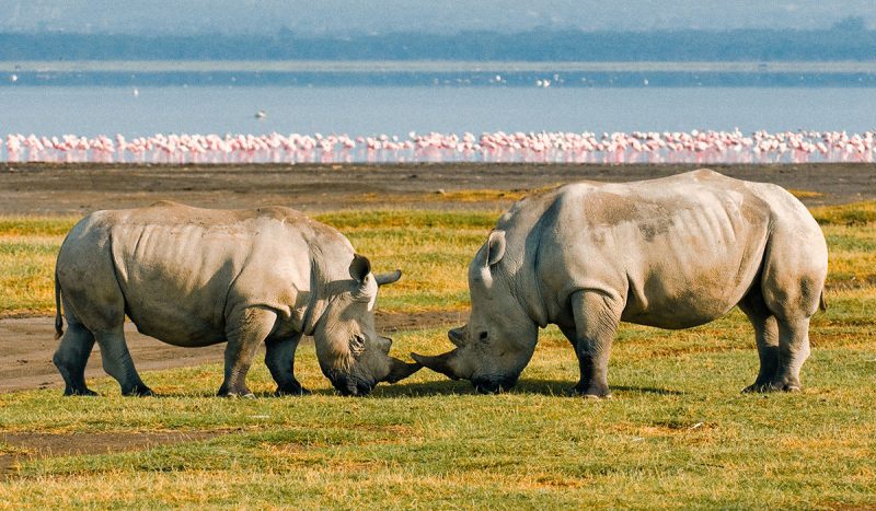 Rhinos at Lake Nakuru, with flamingo in the background.