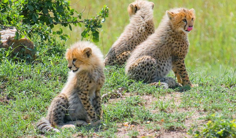 Cheetah cubs at the Masai Mara.