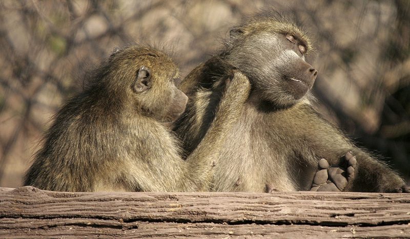 Baboon grooming.