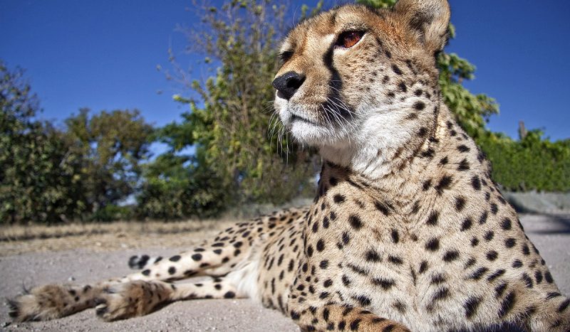 A cheetah resting.