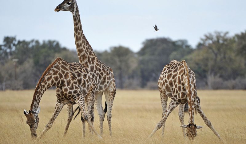 Giraffe feeding.