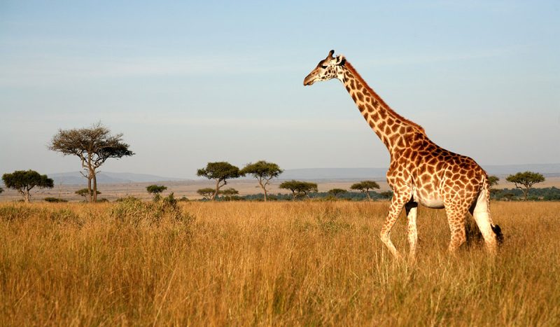 Giraffe at the Masai Mara