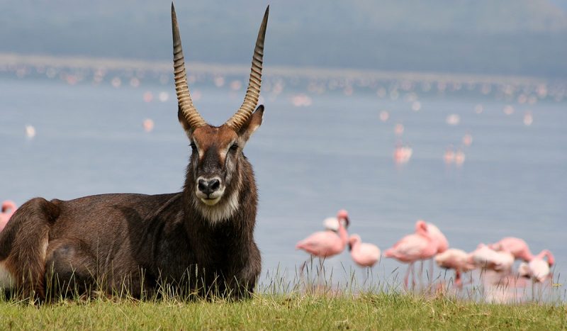 A waterbuck laying on the grass at Lake Nakuru.