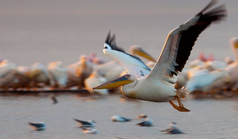 A pelican in flight at Lake Nakuru.