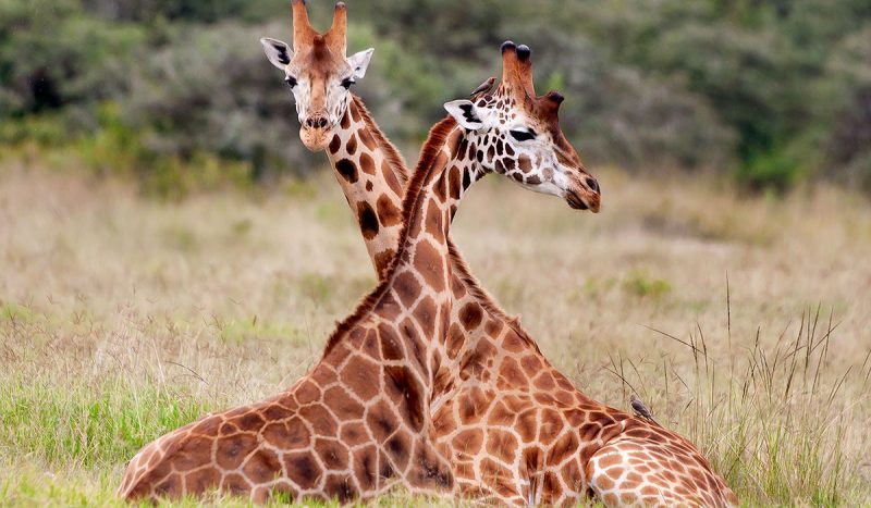 Rothschild giraffe at Lake Nakuru.