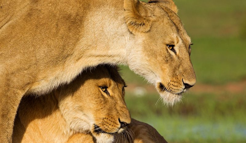 The Masai Mara is home to the lion.