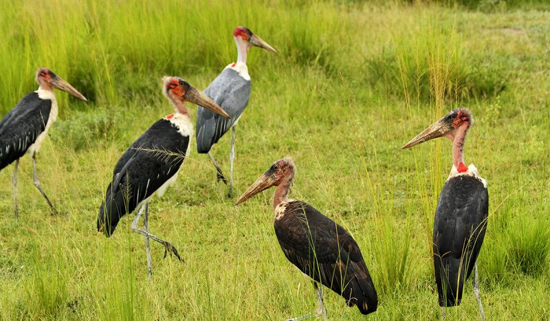 A group of marabou storks at the Mara.