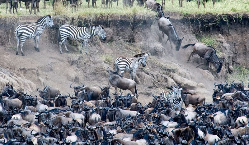 Zebra and wildebeest climbing down a river bank during the migration.