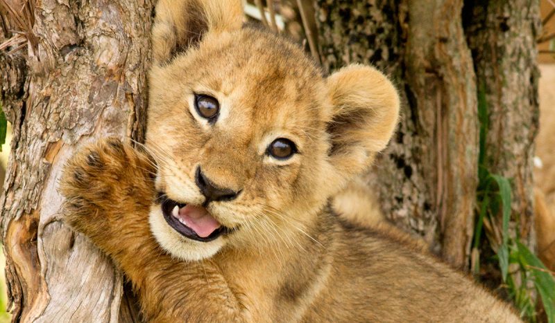 Lion cub.