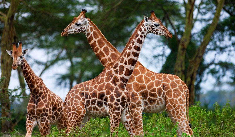 Rothschild's giraffes