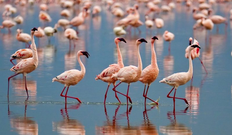 Pink flamingos