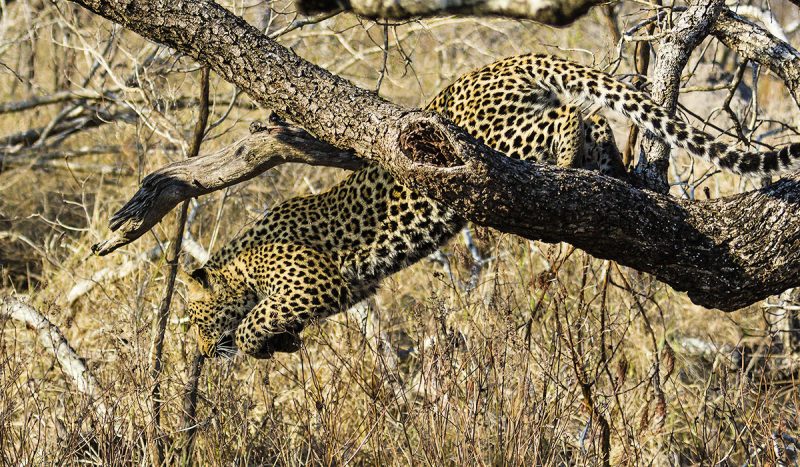 A leopard jumping of a tree at Lake Manyara. Hard to see, huh?