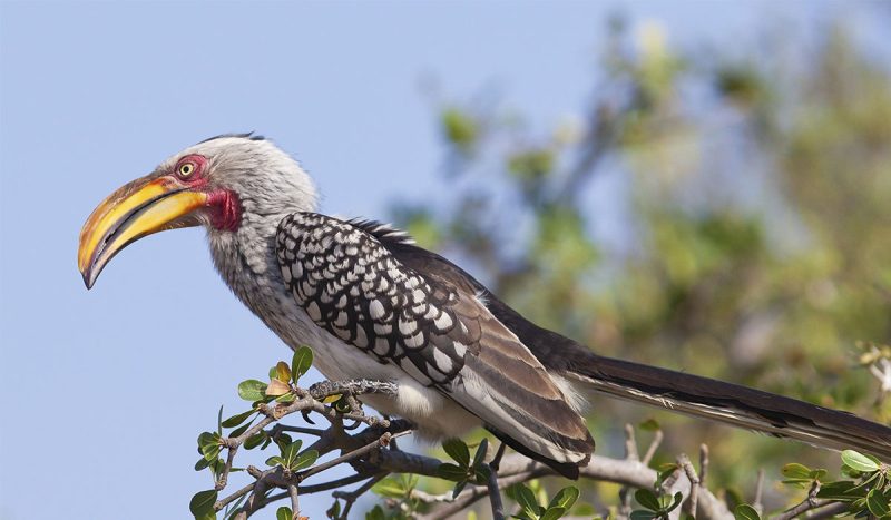 Hornbill at Lake Manyara.