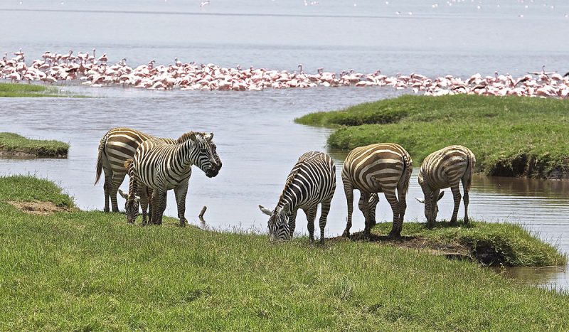Zebra and pink flamingos at Lake Nakuru.